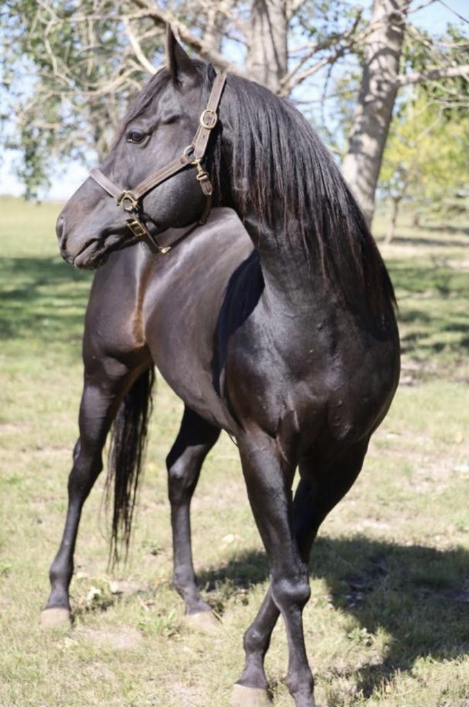 Cowboy 109