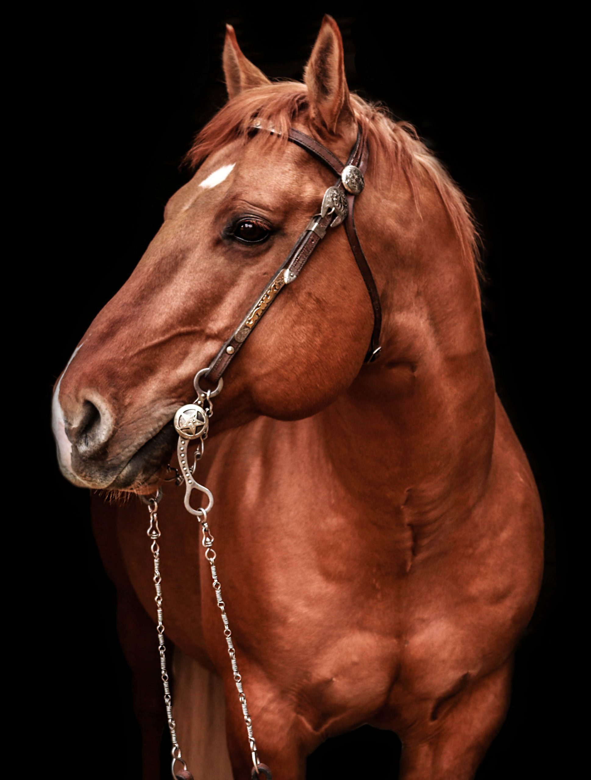 Leptichs Wild Peppy |